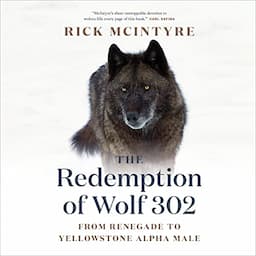 The Redemption of Wolf 302: From Renegade to Yellowstone Alpha Male