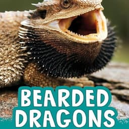 Bearded Dragons