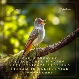 Ash-throated Flycatcher Singing Near Delicate Babbling Stream in Californian Woodlands