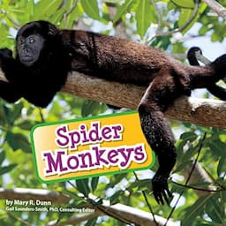 Spider Monkeys