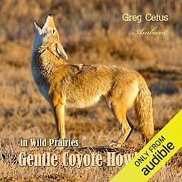 Gentle Coyote Howling in Wild Prairies