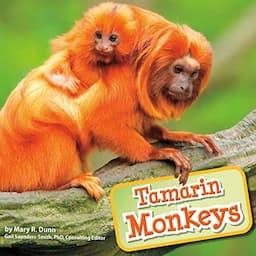 Tamarin Monkeys