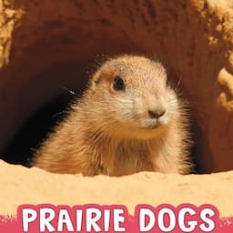 Prairie Dogs