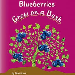 Blueberries Grow on a Bush