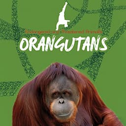 Orangutans