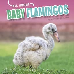 All About Baby Flamingos