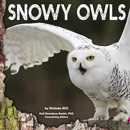 Snowy Owls