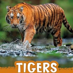 Tigers