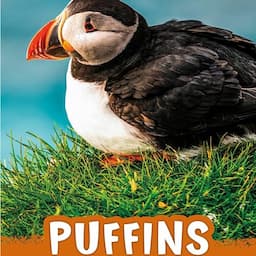 Puffins