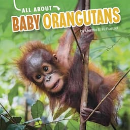 All About Baby Orangutans