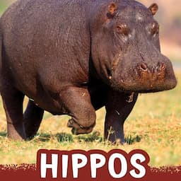 Hippos