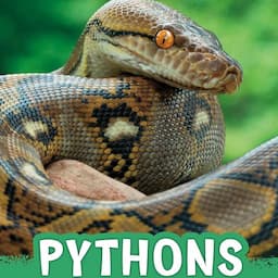 Pythons