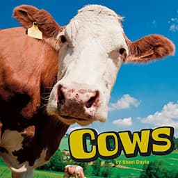 Cows