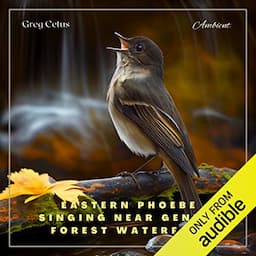 Eastern Phoebe Singing Near Gentle Forest Waterfall