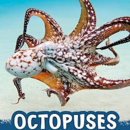 Octopuses