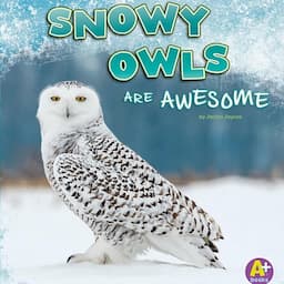 Snowy Owls Are Awesome