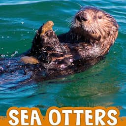 Sea Otters