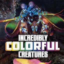 Incredibly Colorful Creatures