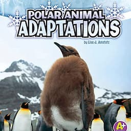 Polar Animal Adaptations