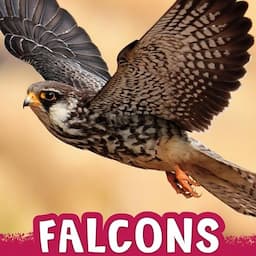 Falcons