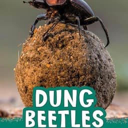 Dung Beetles