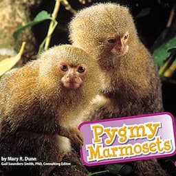 Pygmy Marmosets