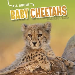 All About Baby Cheetahs