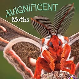 Magnificent Moths