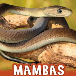 Mambas