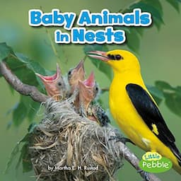 Baby Animals in Nests