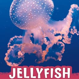 Jellyfish