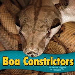 Boa Constrictors