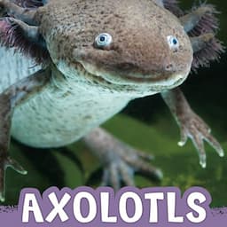 Axolotls