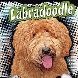 Labradoodle