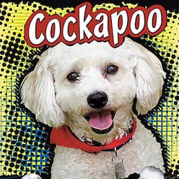 Cockapoo