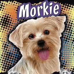 Morkie