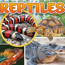 Reptiles