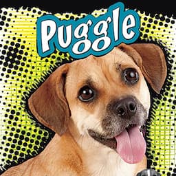 Puggle