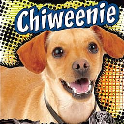 Chiweenie