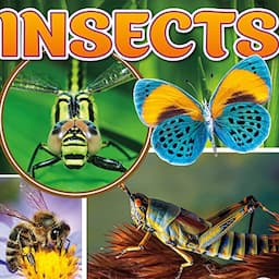 Insects