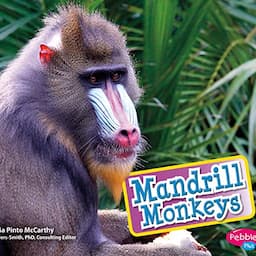 Mandrill Monkeys