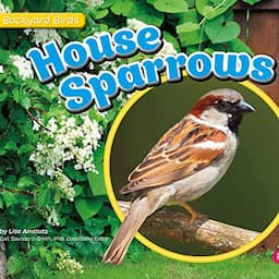 House Sparrows